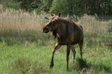 Moose or Eurasian elk on a sunny day in the countryside.