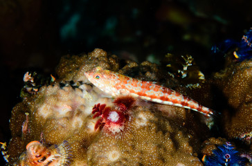Goby