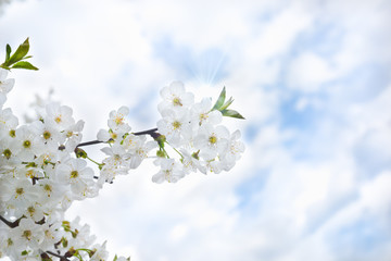 Beautiful white cherry flowers against the sky. Seasonal natural background. Soft focus
