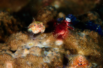 Goby