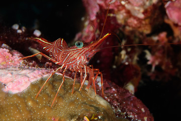 Sponge peppermint shrimp
