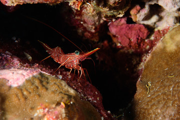 Sponge peppermint shrimp