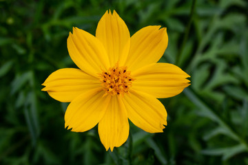 Marigold flower on green background