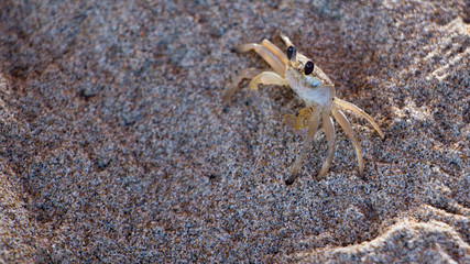 The crab is waiting for its prey