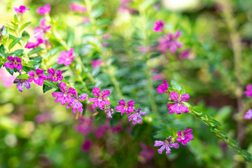 Small purple flowers in green nature background