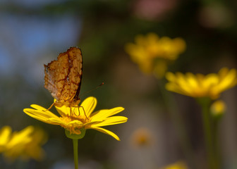 Butterfly on a daisy flower