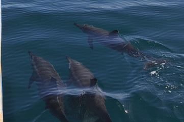 Three Dolphins off the coast of Mo'orea