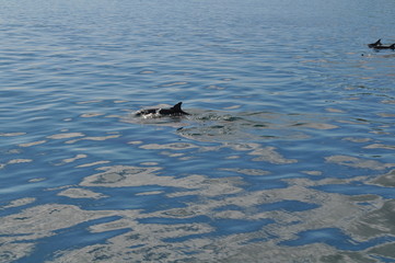 Dolphin fins break the surface of the water 