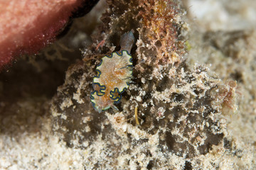 Nudibranchs