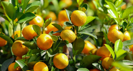 Ripe tangerines on the branches of a tree