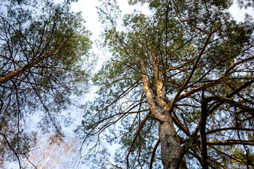 The tops of the pine trees in the forest against the sky.