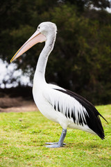 Pelicano en Australia.