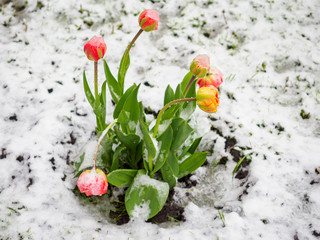 Tulips in the snow in the courtyard of an apartment building.