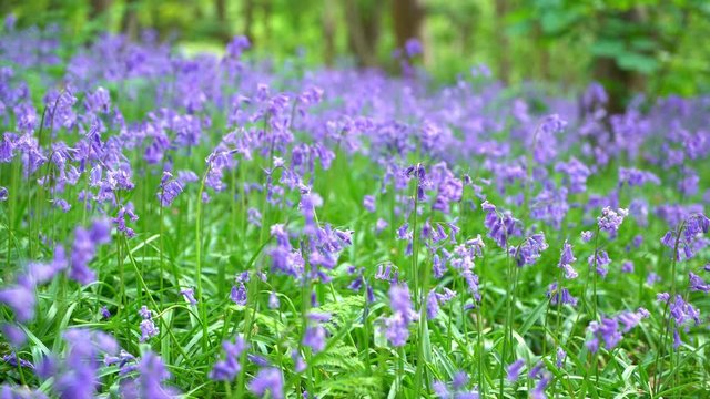 General views and details of the english bluebell in woods in lkley, West Yorkshire