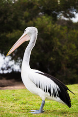Pelicano en Australia.