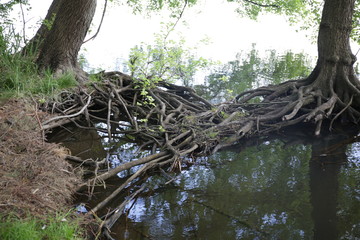 Korzenie drzew jezioro Miedwie