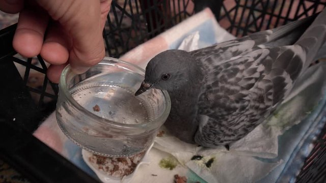 A man is having a rescued piegon to drink water to get better