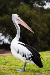 Pelicano en Australia.