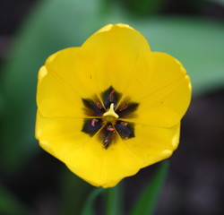 The yellow open Tulip