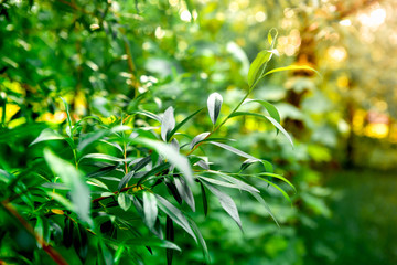 fresh foliage on a branch against the background of a summer park