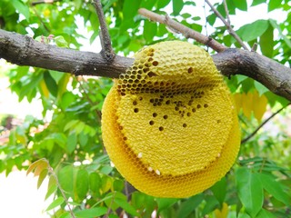 Honeycomb and bee on tree with green leaves background
