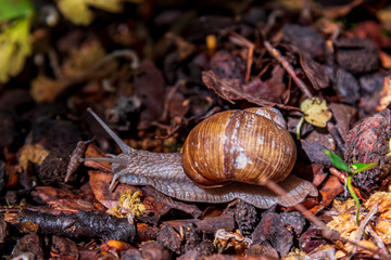 Snail close up deep in the forest