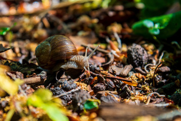 Snail close up deep in the forest