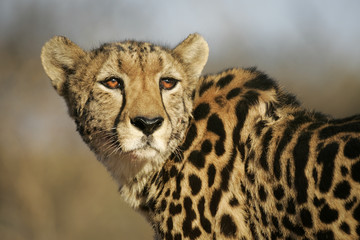 One rare endangered female King Cheetah Portrait Kruger Park