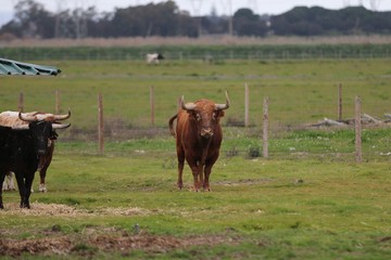 Bull in the green field