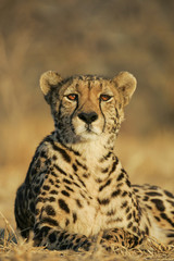 Endangered rare female King Cheetah South Africa