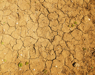 Yellow-brown ground with large cracks and white small stones.