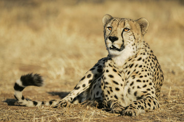 Adult male African Cheetah resting Kruger Park South Africa