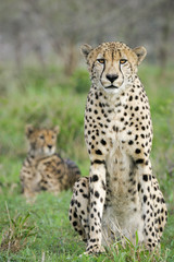 Naklejka na ściany i meble Adult male Cheetah sitting in green grass Kruger South Africa