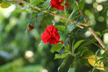 red hibiscus flower in kerala 