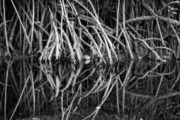 Mangrove Trees Roots Reflection in Palolem river, India