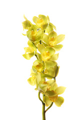green orchid flowers with branch isolated on white background.