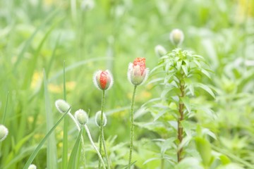 red poppy flowers