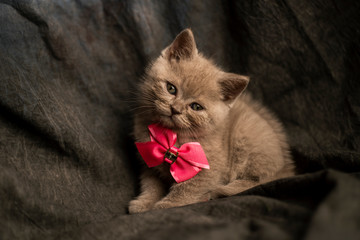 Beautiful cat over a dark background