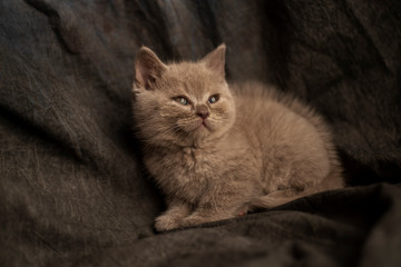 Beautiful cat over a dark background