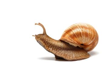 sliding snail on white