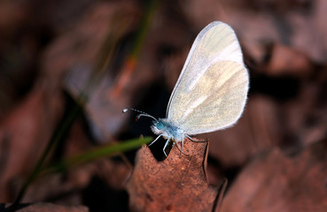 butterfly on dry leaf