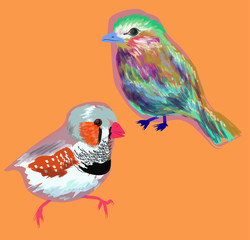 colour birds
