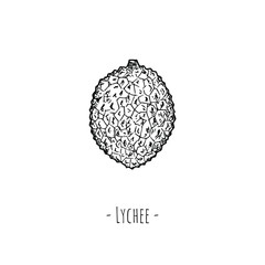 Whole lychee. Vector cartoon illustration. Isolated object on white. Hand-drawn style.