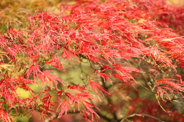 Japanese maple tree in autumn