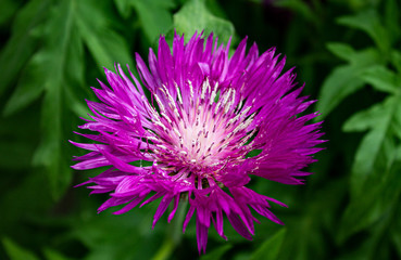 Persian Cornflower large front - Zweifarbige Flockenblume - Centaurea Dealbata Steenbergii