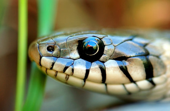 closeup of snake head