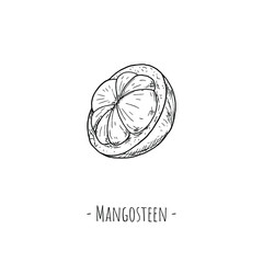 Mangosteen half. Vector cartoon illustration. Isolated object on white. Hand-drawn style.