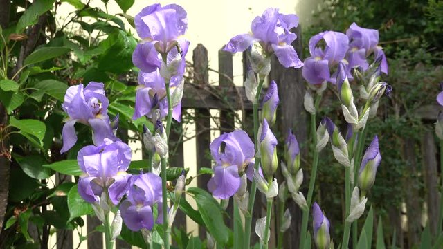 Purple bearded Iris germanica flower in front of a wooden fence, close up, german Iris in the morning light, macro, Deutsche Schwertlilie