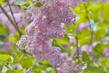 Spring tender branch of lilac on a blurred background, image for wallpaper, spring romatic fresh mood