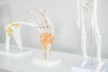 Models of a variety of human skeleton parts in the doctor office. Showing bones, joints, and muscles.
